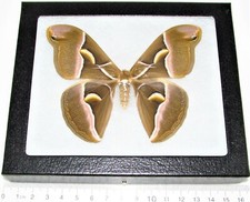 Samia cynthia REAL FRAMED SATURN MOTH PINK CHINA picture