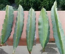 FRESH DRAGON FRUIT CUTTINGS - MULTIPLE VARIETIES - 10