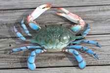 1-Huge 17 Inch BLUE CRAB Restaurant Wall Decor,All Occasion Gifts,Bath Decor picture