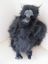 Folkmanis Raven Black Crow Realistic Plush Hand Puppet Stuffed 16