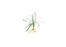 Mondo Grass | Bare Root | Ophiopogon japonicus | Ornamental Grass picture