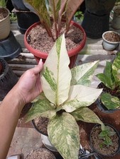 Real Picture Anthurium Jemanii White Variegated Rare Plant picture