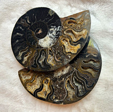 5” Polished Ammonite Fossil Matching Pair Crystal Chambers 1.34 LB picture