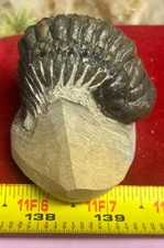 Excellent Crotalocephalus  trilobite fossil great starter collection Devonian  picture