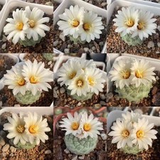 5PCS RareSucculent Plant Strombocactus disciformis Seedinggrowth 2.5-3CM picture