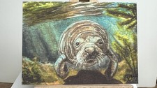 ACEO PRINT Manatee 