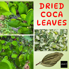 300+ Coca Leaves Dried Leaves Organic & Tropical Ceylon  Health picture