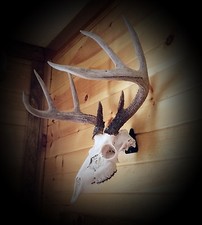 European Skull Mount Hanger *The EuroHanger*  Deer Skull Hook picture