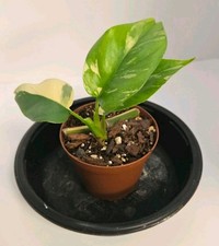 Variegated Rhaphidophora Tetrasperma Rooted Exact Plant Albo Mini Monstera picture