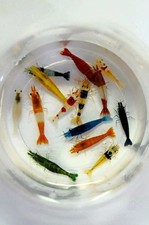 10+1 Adult Neocaridina Candy Skittle Live Shrimp Mixed Colors Aquarium picture