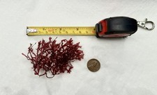 Live Red Pom Pom Gracilaria Macro Algae 3-4” Reef Aquarium  picture