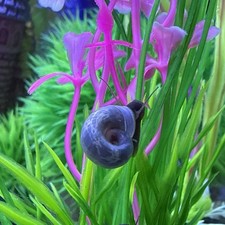 Blue Moon (Blue) Ramshorn 3 Snail Babies | Mini Batch 🐌🌙✨ picture
