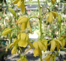EXTREMELY RARE Encyclia rufa Bloom size 6