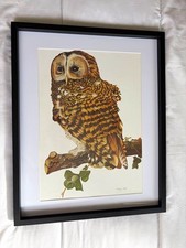 Large Vintage Framed Tawny Owl Print By Matthew Hillier vgc picture