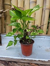 GIANT Variegated Golden Pothos Climbing hawaiian Large TRUNK NOT MONSTERA picture