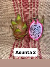 Mature cuttings of “ASUNTA 2” 14-18 inch long picture