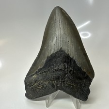 Megalodon Shark Tooth 4.77 Inch - Amazing - Natural Fossil - Real Teeth 20726 picture