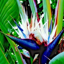 GIANT WHITE BIRD of PARADISE SEEDS (Strelitzia nicolai) Tropical Flower Plant picture