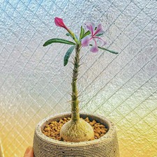 2-3CM Pachypodium Succulentum Apocynaceae Succulent Cactus Plant Home Garden picture