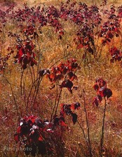 1950s Vintage ELIOT PORTER Autumn Foliage Fall Grass KROMEKOTE Photo Engraving picture