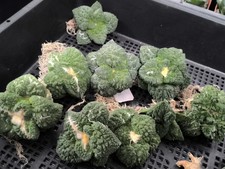Rooted Godzilla Ariocarpus Clearance Sale Low Price picture