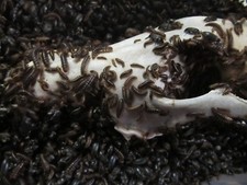 2,500+ Dermestid Beetles & Larvae-Clean, Live, Healthy - Walks Again Taxidermy® picture