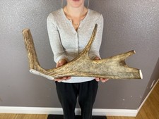 1 Huge JUMBO Whole MOOSE ANTLER Dog Chew SALE SELECT MASSIVE COLOSSAL BIG 17” picture