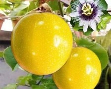 15+ Golden Passion Fruit Seeds Sweet Granadilla Yellow Passion Fruit Seeds USA picture