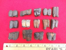 *BULK PRICE* HORSE TEETH FLORIDA FOSSILS FOSSIL TOOTH JAW BONES EQUUS ICE AGE FL picture