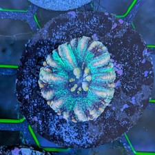 Splatter Starburst Button Scoly | WYSIWYG Aquaculture Live Coral picture