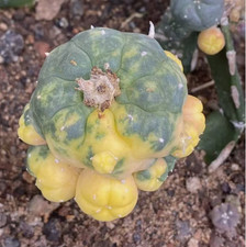 Multi Heads Succulent Plant variegated family indoor and outdoor 5-6CM picture