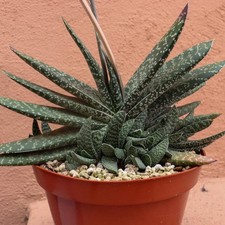 Gasteria Hybrids Mix aka Ox-Tongue 5 Seeds  picture