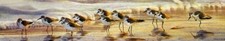 Matthew Hillier, SHORELINE SANDERLINGS, art print, #938/950 picture