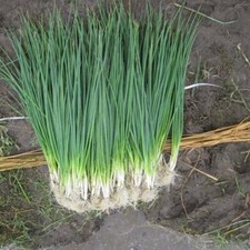 White Lisbon Bunching Onion Seeds, Scallions, NON-GMO, Heirloom,  picture