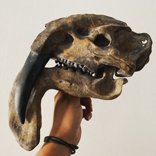Fossil / Replica of Thylacosmilus Atrox Skull Museum Quality Replica picture