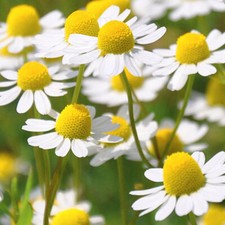 Roman Chamomile Seeds | Heirloom / Non-GMO |  | Herb Seeds | 1153 picture