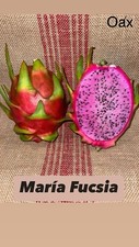 Mature “ MARIA FUCSIA” Dragon Fruit Cuttings picture