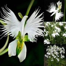 Japanese Radiata White Egret Orchid Flower 50Pcs Seeds...(#5422) picture