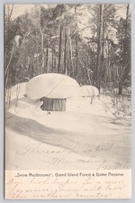 Grand Island, New York 'Snow Mushrooms' at Grand Island Farm and Game Preserve picture