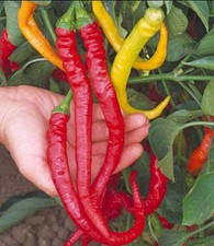Sweet Cayenne Pepper Seeds (15) / Florida Grown / Sweet / Rare  picture