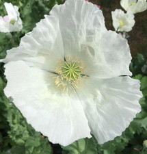 1,000 Burma White Poppy Seeds - P. Somniferum - Very Rare - Limited Quantity picture
