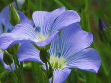BLUE FLAX SEED, 500+ SEEDS,  BEAUTIFUL STRIKING BLUE FLAX FLOWERS picture
