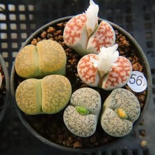 6PCS 2.5-3CM Succulent Plant Lithops N.E.Br（Mixed Colors）Aizoaceae Home Garden picture