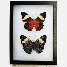 Hamadryas amphinome VERSO + RECTO red blue butterfly Peru FRAMED PAIR picture