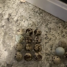 Quail mixed - fertilized will add extra  picture
