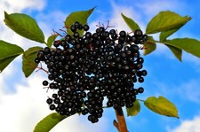 35+ Aronia melanocarpa Black Chokeberry white flower shrub-seed picture