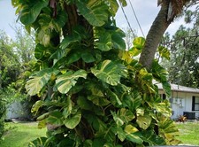 GIANT Variegated Golden Pothos Climbing hawaiian One 3 node Juvenile cutting  picture