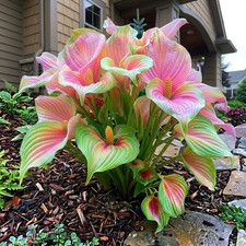20 Caladium Pink Beautiful rare seeds for your garden or yard colorful flowers picture