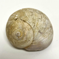 Moon Snail Seashell Approx 2.5” Vintage NC Collection Coastal Decor picture