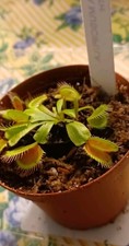 Venus Fly Trap Dionaea 'Mammoth' 2.5 Inch Pot  picture